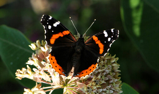 Admiral Butterfly photo
