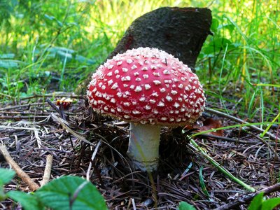 Red mushroom fungi ergot