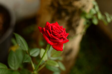 Nature garden red