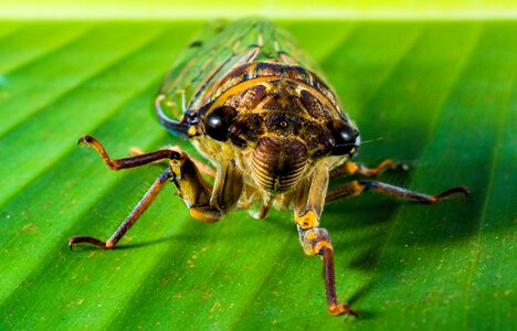 New insect whopper close up