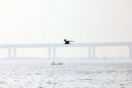 Bird Boat Bridge photo