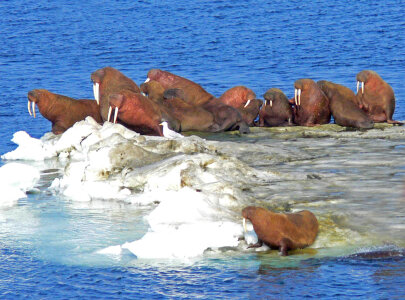 Walrus on Bering Sea Ice-4 photo