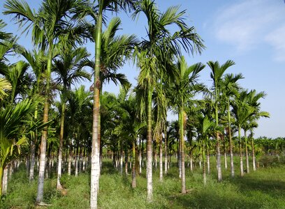 Areca catechu betelnut chikmagalur
