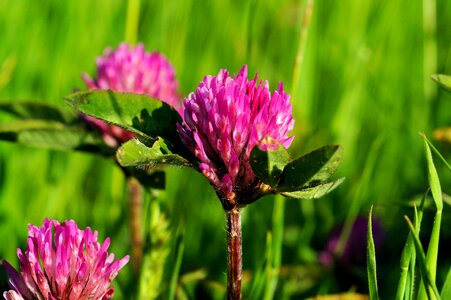 Meadow wildflowers red clover photo
