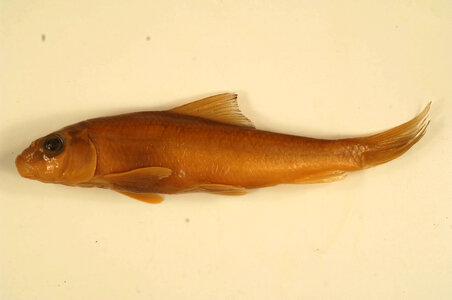 Moxostoma duquesnii-3