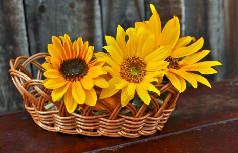 Yellow floral natural