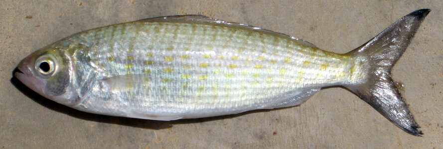 Australian herring - Arripis georgianus photo