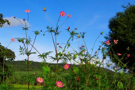 India plant garden photo