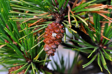 Pine cone pine cones pine branch