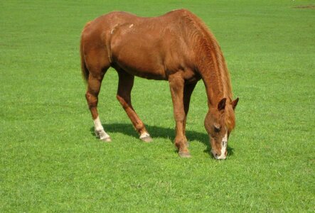 Equine country farm