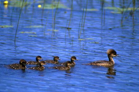 Breeding Lophodytes cucullatus Mergus serrator photo