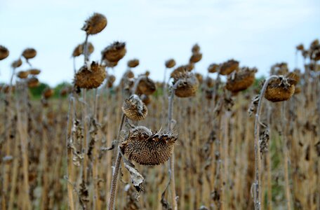 Withered field seeds