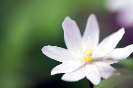 spring flower