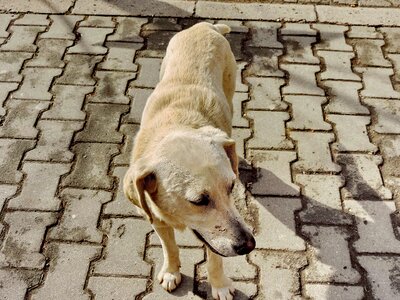 Pavement white canine photo