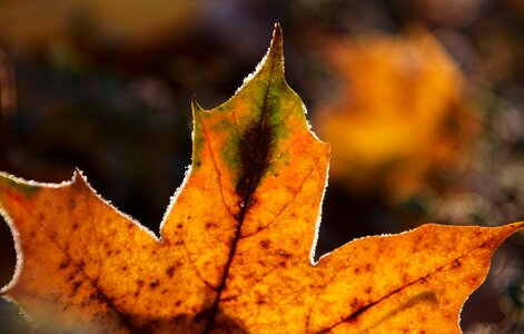 Autumn autumn season brown
