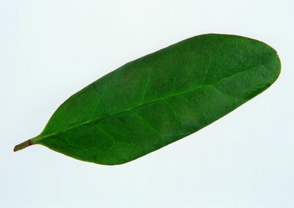 Green leaf isolated on white photo