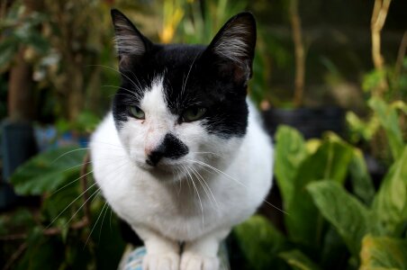 Black And White domestic cat face photo
