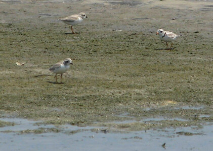 Piping plover adult and chicks