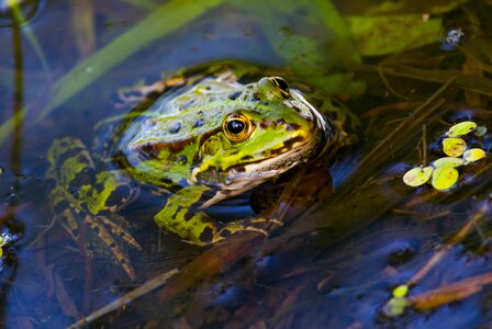 Green creature water frog photo