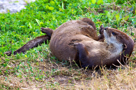 North American River Otter-1