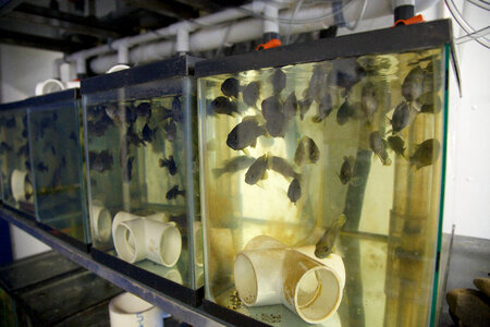Fish holding tanks at White Sulphur Springs National Fish Hatchery-2 photo