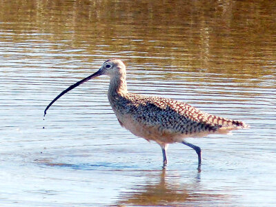 Long-billed Curlew-1 photo