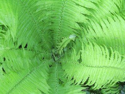 Leaf fern fern plant leaf photo