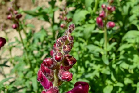 Details flower bud flower garden