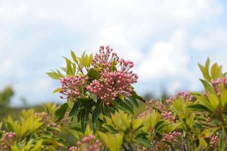 Dolly Sods wild Flowers
