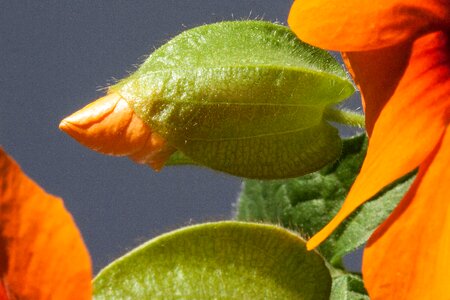 Orange bud blossom