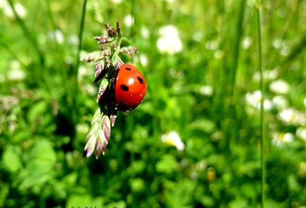 Animal arthropod beautiful flowers