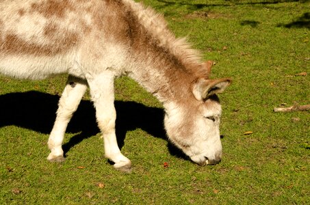 Cute nature farm
