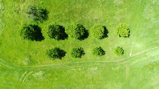 Top View of Trees, Natural Grass Texture