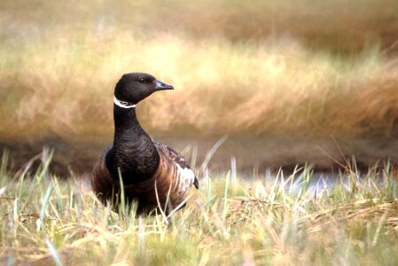Branta Bernicla close close-up