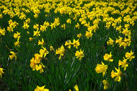 Blütenmeer narcissus pseudonarcissus daffodil