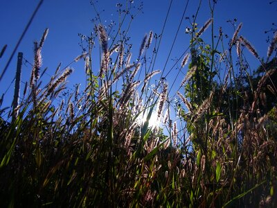 Agriculture sun nature