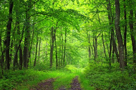 Branch countryside ecology