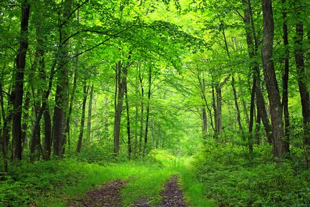 Branch countryside ecology photo