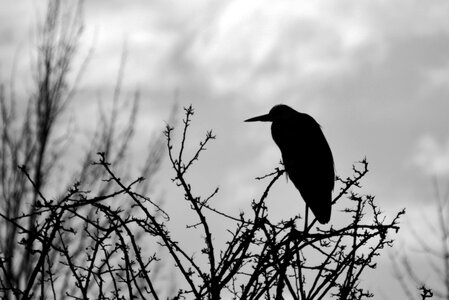 Animal fauna birds