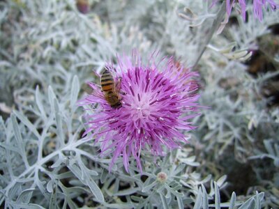 Insect honey floral photo