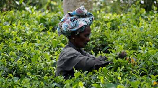 Tea harvest tea plantation tee photo