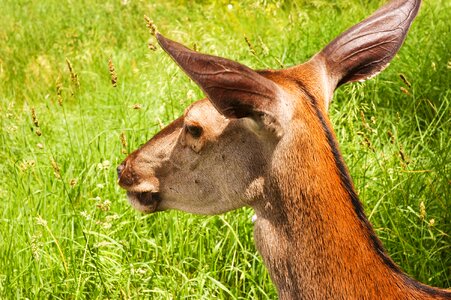 Animal green grass