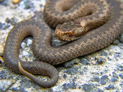 Animal biology brown