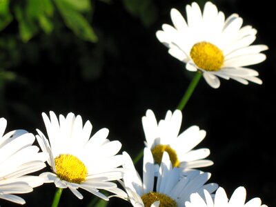 Flower flora flowers