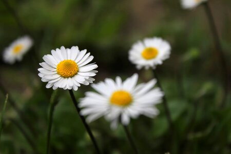 White Flower daisies close-up