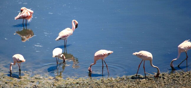 Animal bird fauna photo