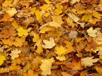 Maple leaves autumn yellow photo