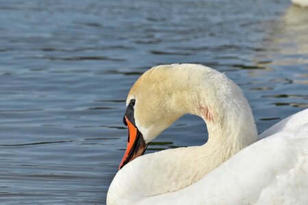 Neck swan wilderness photo