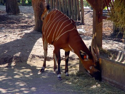 Animal wildlife wild