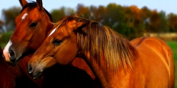 Equestrian equine mammal photo